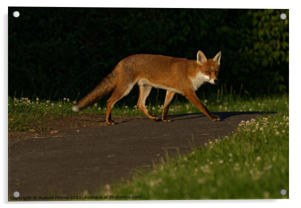 Red Fox (Vulpes Vulpes) crossing footpath Acrylic by Russell Finney