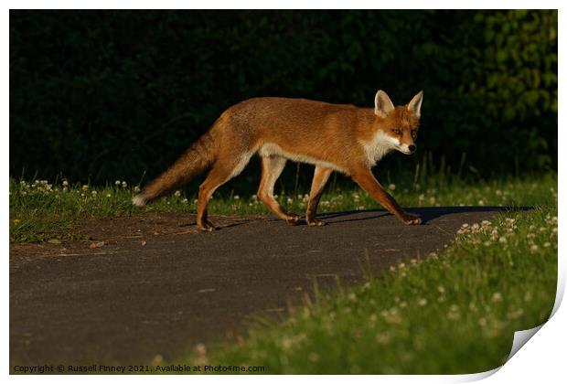 Red Fox (Vulpes Vulpes) crossing footpath Print by Russell Finney