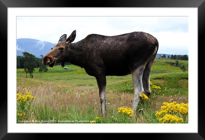 European Elk Framed Mounted Print by Alex Byrne