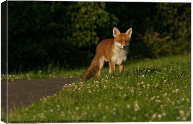 Red Fox (Vulpes Vulpes) in field Canvas Print by Russell Finney