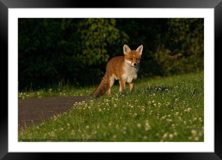 Red Fox (Vulpes Vulpes) in field Framed Mounted Print by Russell Finney