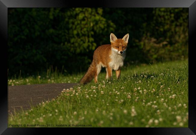 Red Fox (Vulpes Vulpes) in field Framed Print by Russell Finney