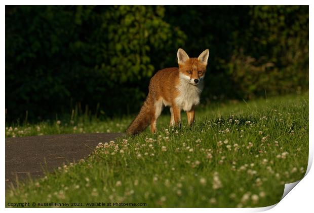 Red Fox (Vulpes Vulpes) in field Print by Russell Finney