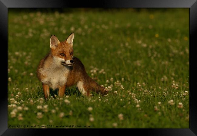 Red Fox (Vulpes Vulpes) close up in a field Framed Print by Russell Finney