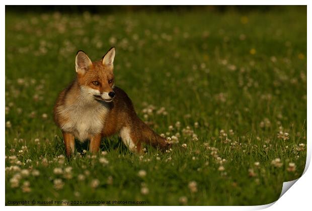 Red Fox (Vulpes Vulpes) close up in a field Print by Russell Finney