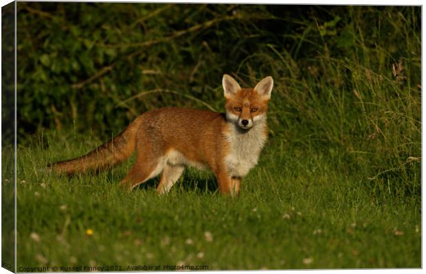 Red Fox (Vulpes Vulpes) walking in the grass Canvas Print by Russell Finney