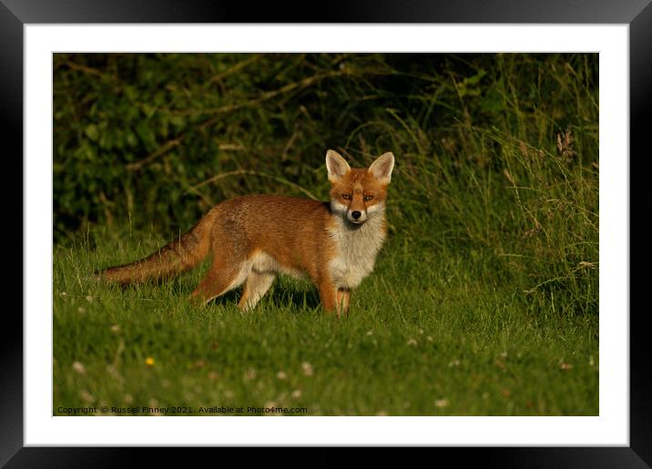 Red Fox (Vulpes Vulpes) walking in the grass Framed Mounted Print by Russell Finney