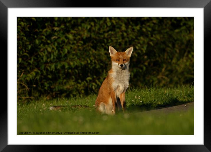 Red Fox (Vulpes Vulpes) A fox sitting in the grass Framed Mounted Print by Russell Finney