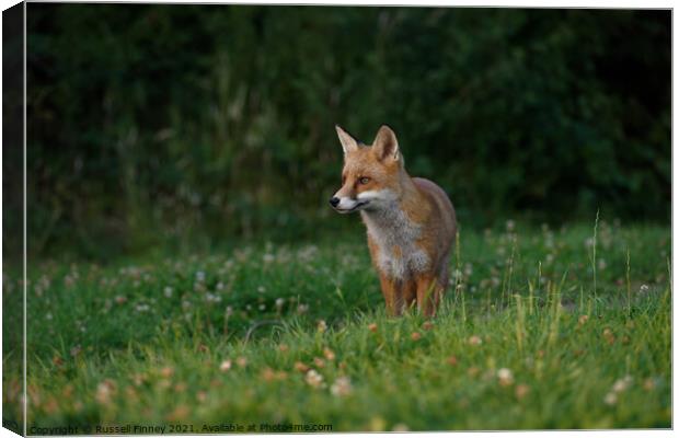 Red Fox (Vulpes Vulpes) close up  Canvas Print by Russell Finney