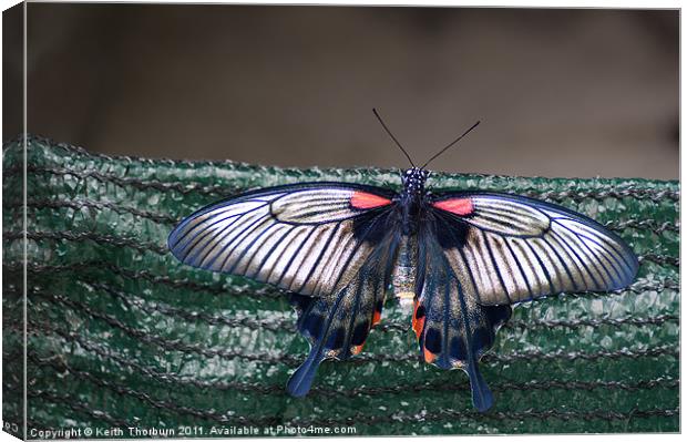 Low's Swallowtail (Papilio troilus) Canvas Print by Keith Thorburn EFIAP/b