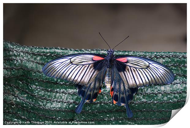 Low's Swallowtail (Papilio troilus) Print by Keith Thorburn EFIAP/b
