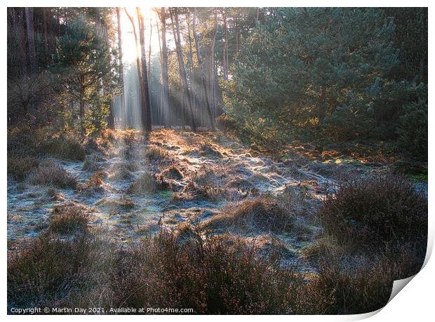Frosty Sunrays Paint the Woodland Print by Martin Day