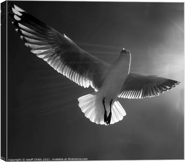 Beautiful healthy Australian white Seagull, Silver Gull, flying  Canvas Print by Geoff Childs
