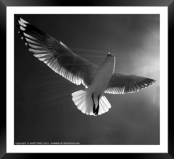 Beautiful healthy Australian white Seagull, Silver Gull, flying  Framed Mounted Print by Geoff Childs