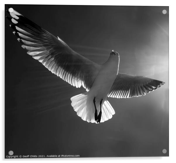 Beautiful healthy Australian white Seagull, Silver Gull, flying  Acrylic by Geoff Childs