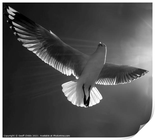 Beautiful healthy Australian white Seagull, Silver Gull, flying  Print by Geoff Childs
