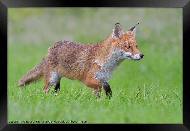 Red Fox (Vulpes Vulpes) playing in field  Framed Print by Russell Finney