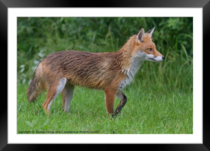 Red Fox (Vulpes Vulpes) playing in field  Framed Mounted Print by Russell Finney
