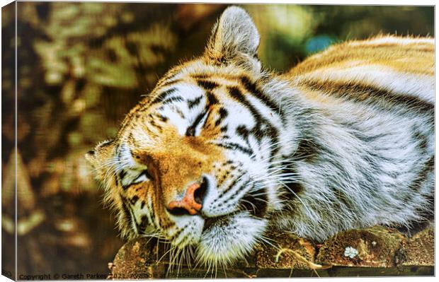 Siberian Tiger Canvas Print by Gareth Parkes