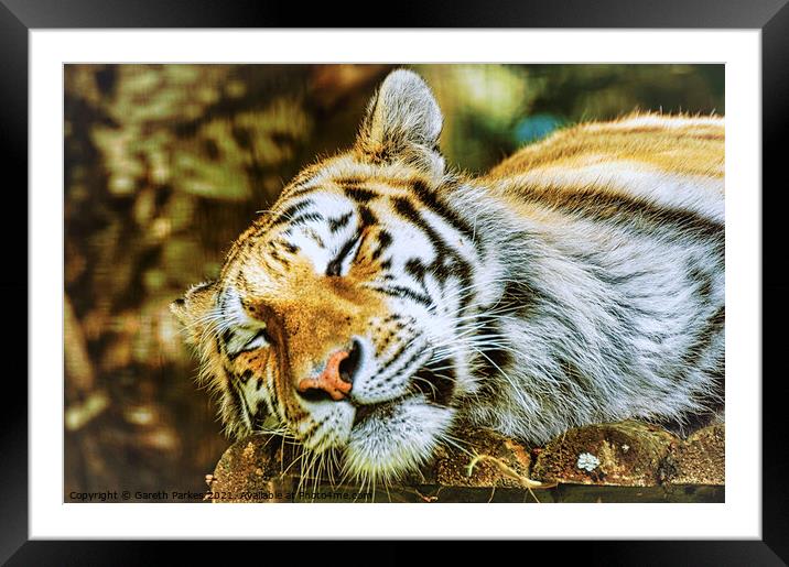 Siberian Tiger Framed Mounted Print by Gareth Parkes
