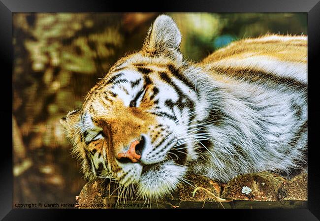 Siberian Tiger Framed Print by Gareth Parkes