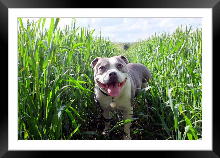 Dog in Wheatfield. Framed Mounted Print by john hill