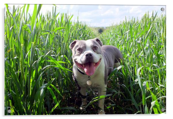 Dog in Wheatfield. Acrylic by john hill