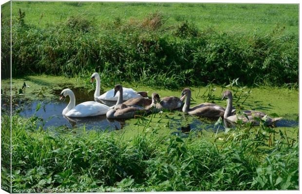 Swans and Cygnets Canvas Print by Philip Gough