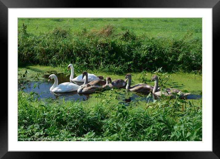 Swans and Cygnets Framed Mounted Print by Philip Gough