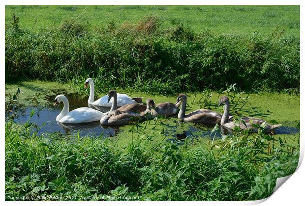 Swans and Cygnets Print by Philip Gough