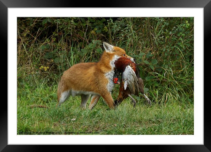 Red Fox (Vulpes Vulpes) with a pheasant Framed Mounted Print by Russell Finney