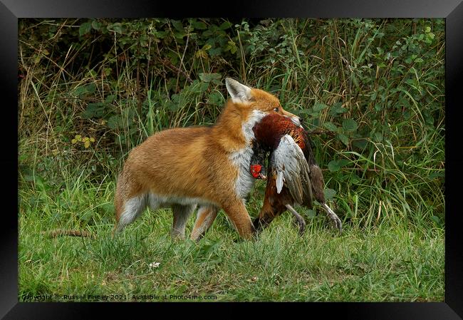 Red Fox (Vulpes Vulpes) with a pheasant Framed Print by Russell Finney