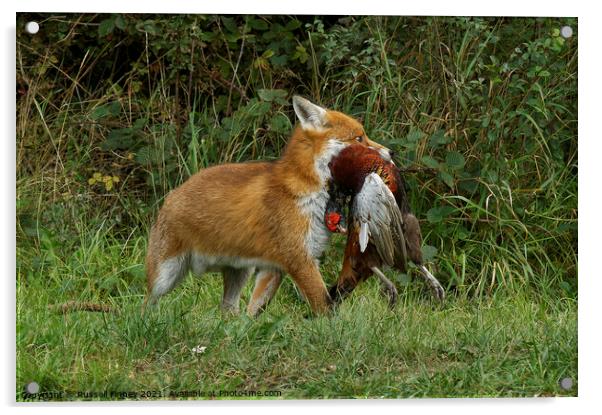 Red Fox (Vulpes Vulpes) with a pheasant Acrylic by Russell Finney