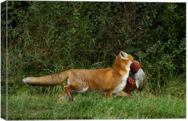 Red Fox (Vulpes Vulpes) with a pheasant Canvas Print by Russell Finney