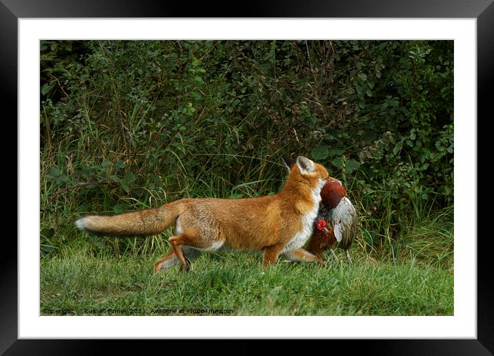 Red Fox (Vulpes Vulpes) with a pheasant Framed Mounted Print by Russell Finney