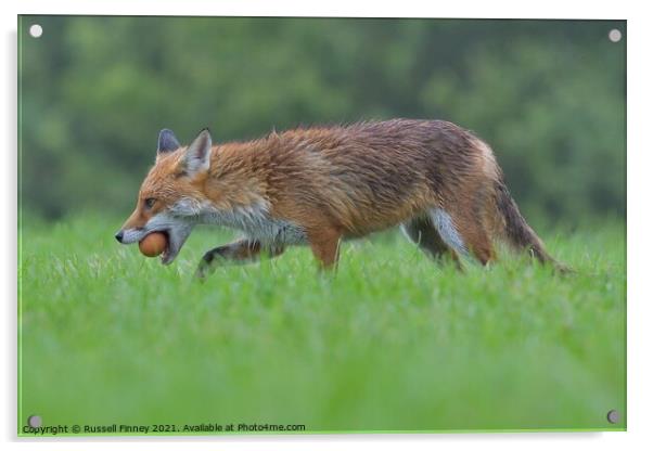 Red Fox (Vulpes Vulpes) steeling eggs Acrylic by Russell Finney