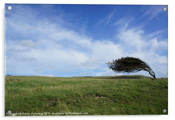 Wind Blown Tree Acrylic by David  Fennings