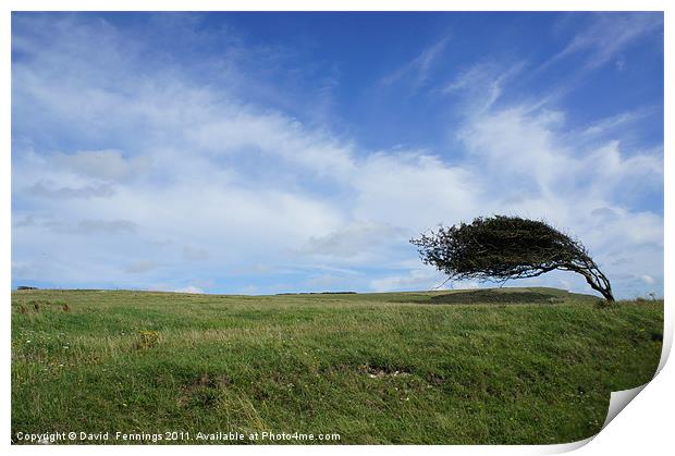Wind Blown Tree Print by David  Fennings