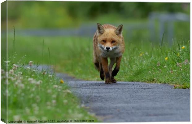 Red Fox (Vulpes Vulpes) walking on footpath Canvas Print by Russell Finney