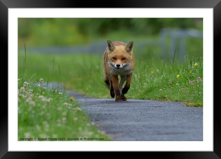Red Fox (Vulpes Vulpes) walking on footpath Framed Mounted Print by Russell Finney