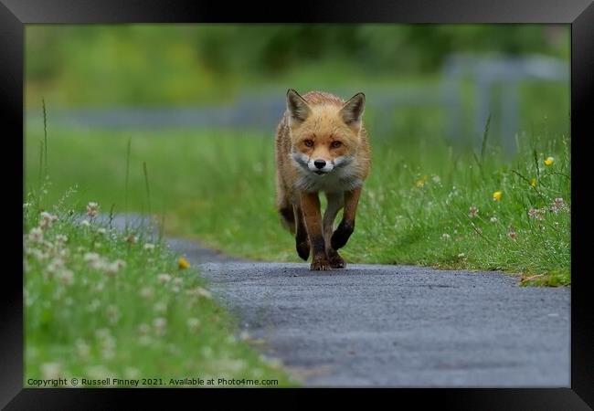 Red Fox (Vulpes Vulpes) walking on footpath Framed Print by Russell Finney