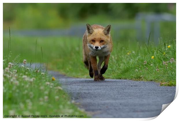 Red Fox (Vulpes Vulpes) walking on footpath Print by Russell Finney