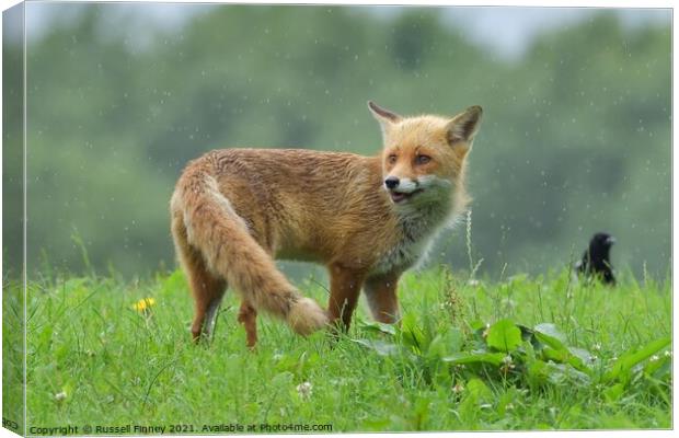 Red Fox (Vulpes Vulpes) playing in the rain Canvas Print by Russell Finney