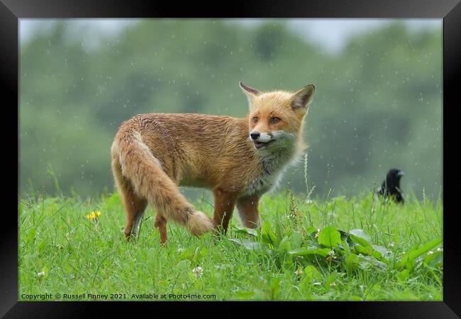 Red Fox (Vulpes Vulpes) playing in the rain Framed Print by Russell Finney
