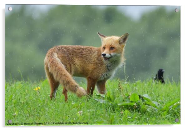 Red Fox (Vulpes Vulpes) playing in the rain Acrylic by Russell Finney
