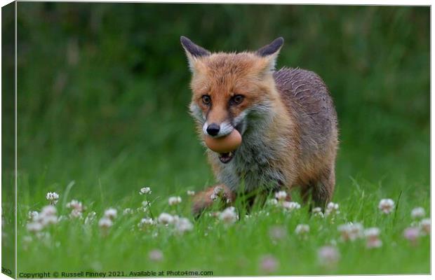 Red Fox (Vulpes Vulpes) steeling eggs Canvas Print by Russell Finney