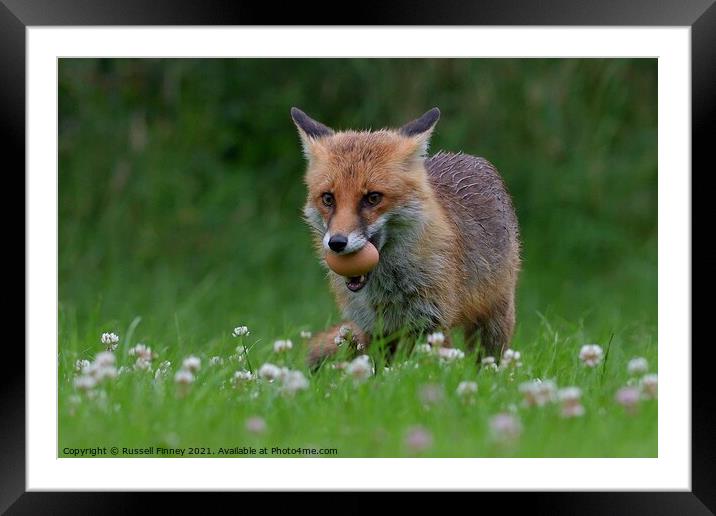 Red Fox (Vulpes Vulpes) steeling eggs Framed Mounted Print by Russell Finney