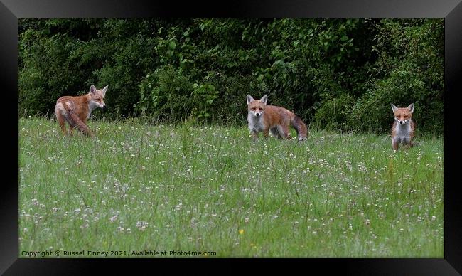 Red Fox (Vulpes Vulpes) playing in field  Framed Print by Russell Finney