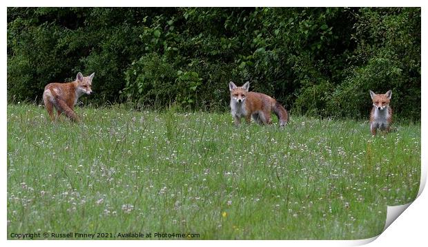 Red Fox (Vulpes Vulpes) playing in field  Print by Russell Finney