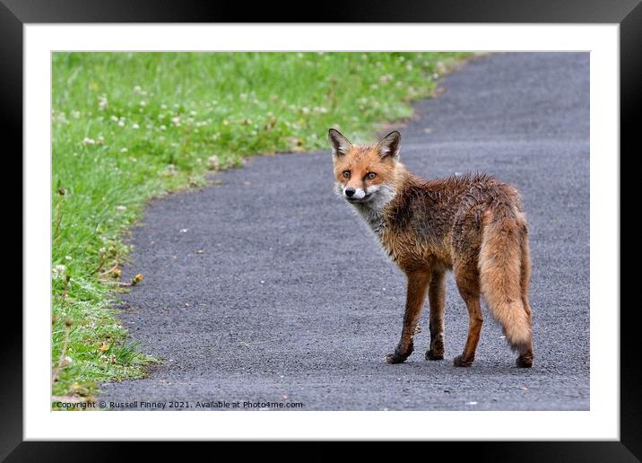 Red Fox (Vulpes Vulpes) walking on footpath-sidewalk Framed Mounted Print by Russell Finney